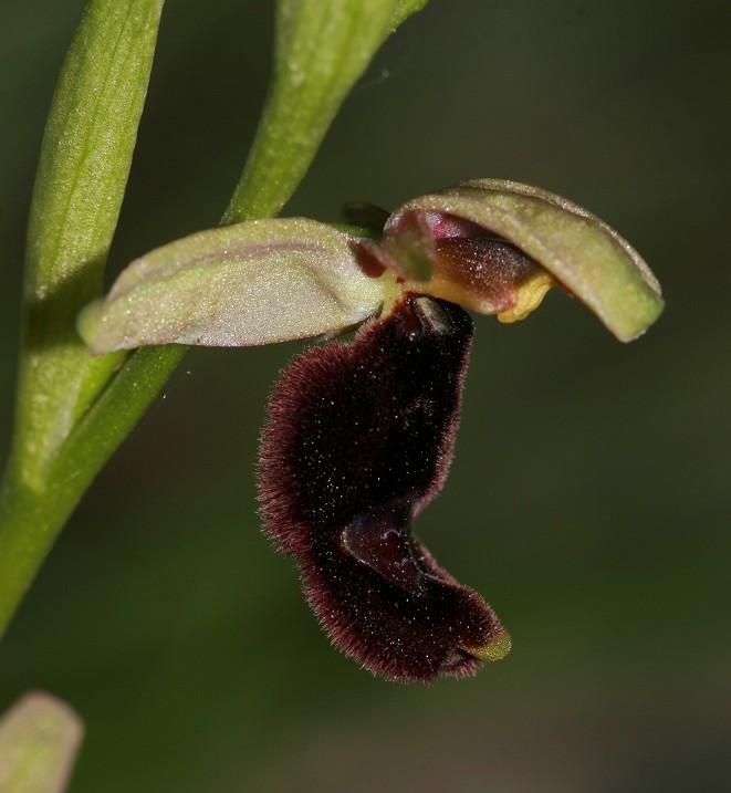 Ophrys bertoloni x sphegodes?